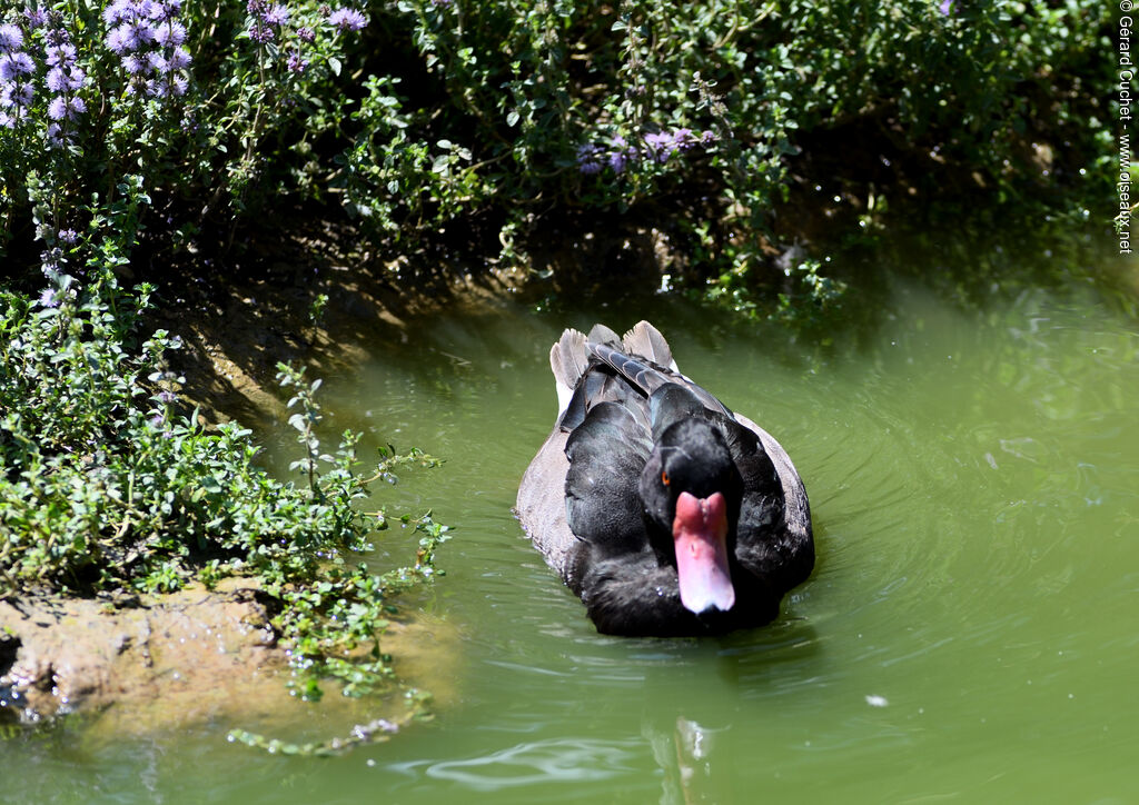 Rosy-billed Pochard, swimming