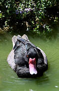 Rosy-billed Pochard