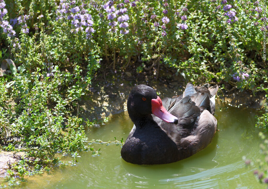 Rosy-billed Pochard, identification