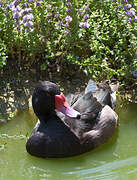 Rosy-billed Pochard