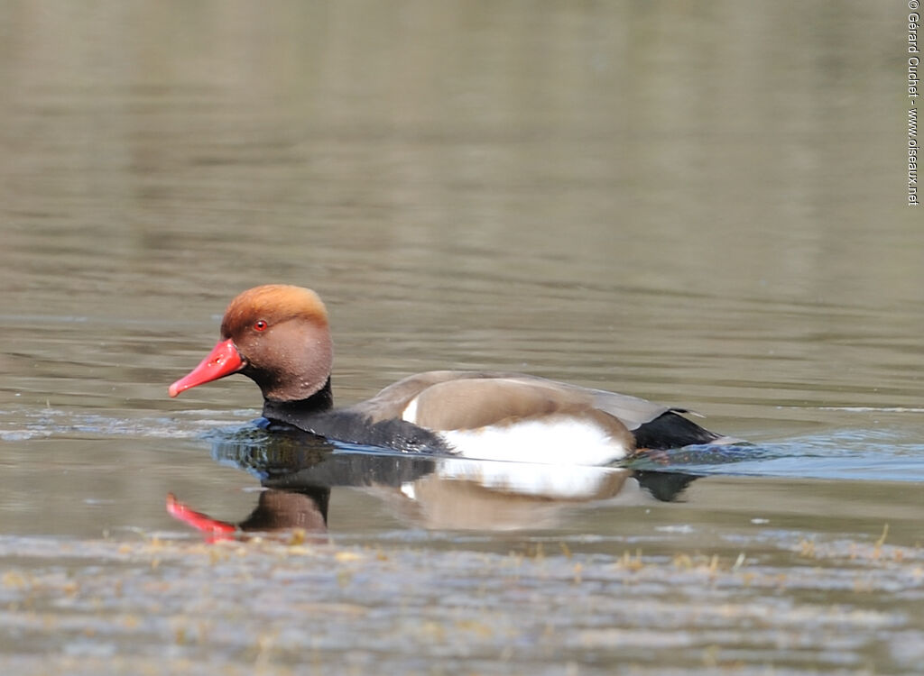 Red-crested Pochard