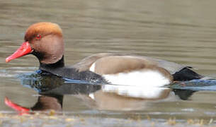 Red-crested Pochard