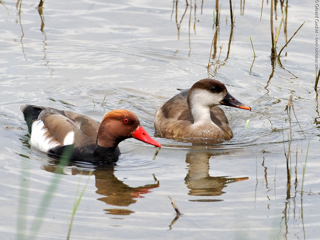 Red-crested Pochard 