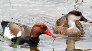 Red-crested Pochard