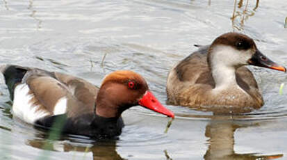 Nette rousse