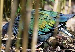 Nicobar Pigeon