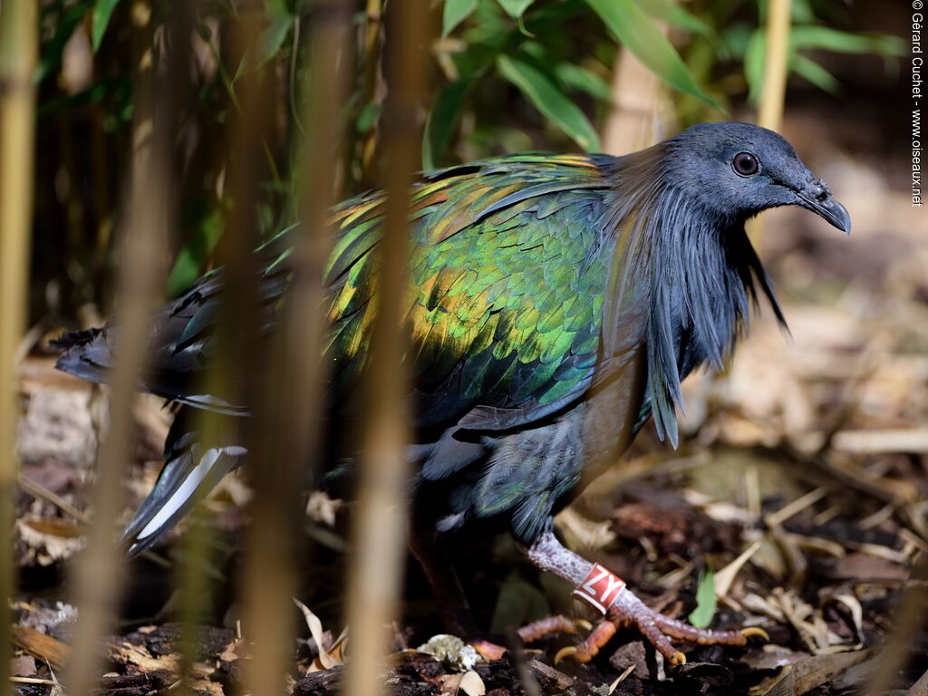 Nicobar Pigeon