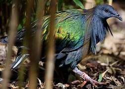 Nicobar Pigeon