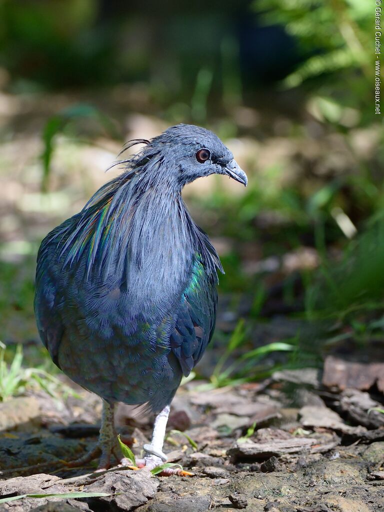 Nicobar Pigeon