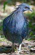 Nicobar Pigeon