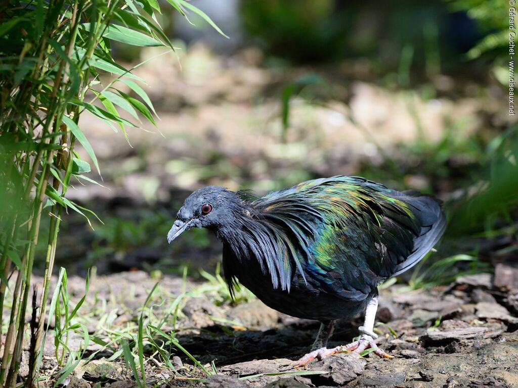 Nicobar Pigeon