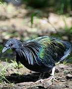 Nicobar Pigeon