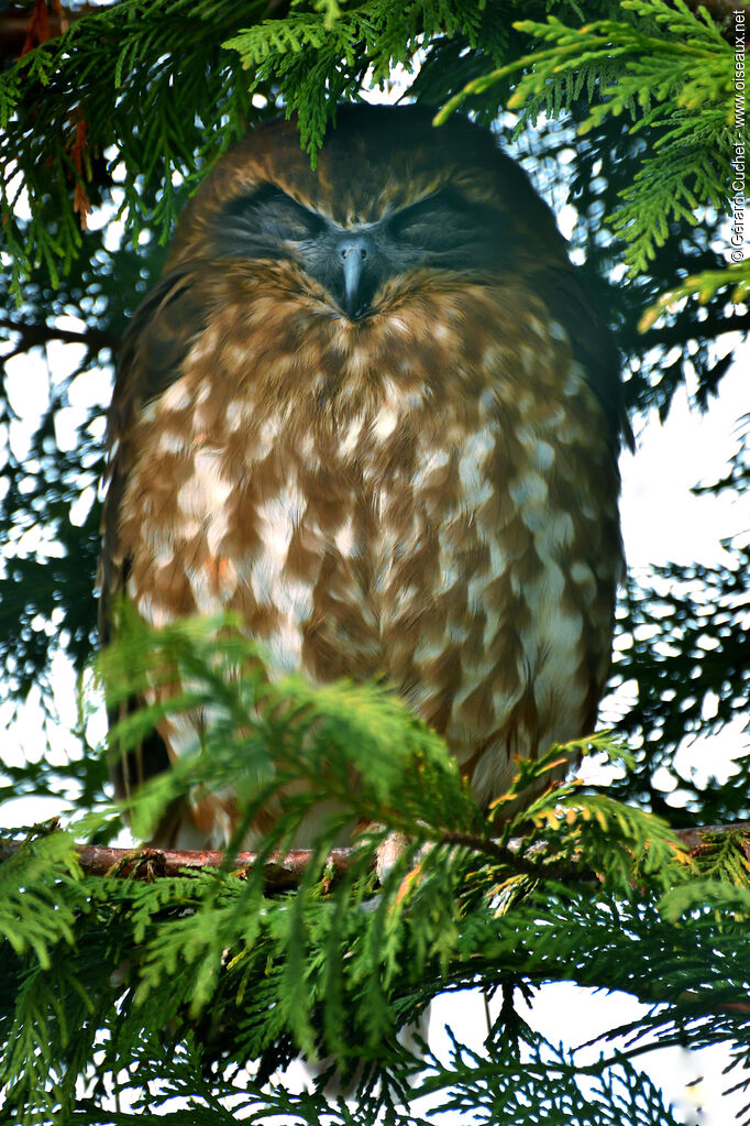 Australian Boobook, identification