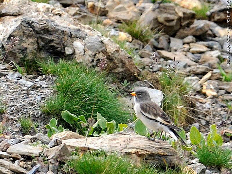 White-winged Snowfinch