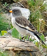 White-winged Snowfinch