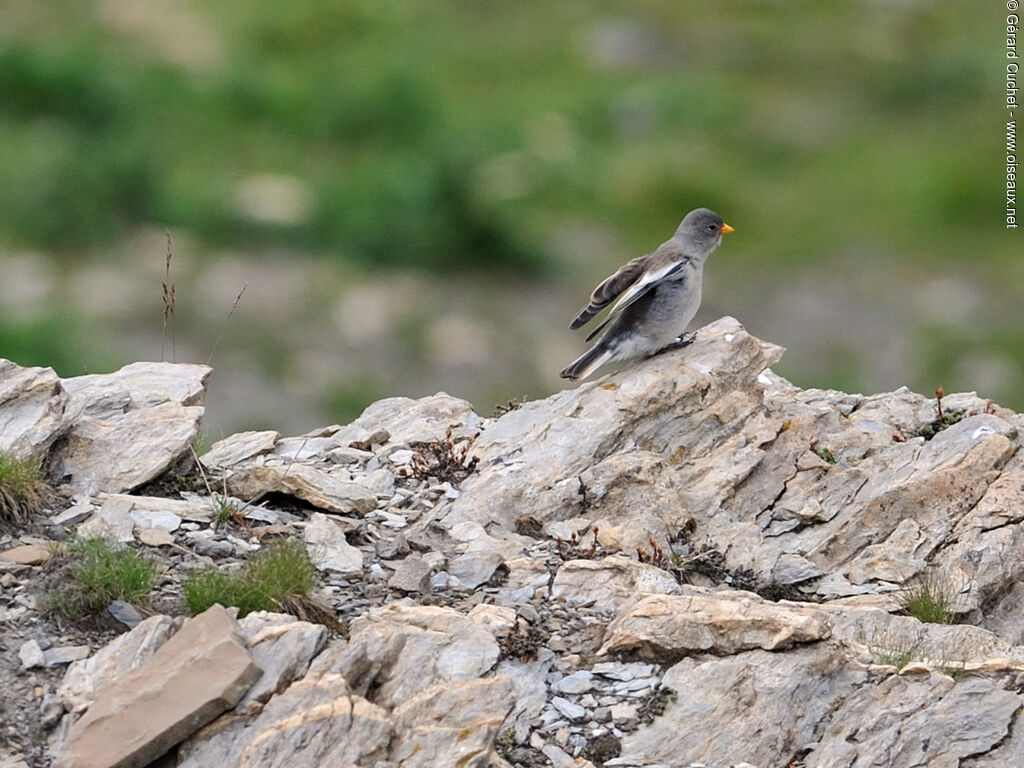 White-winged Snowfinch