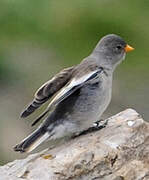 White-winged Snowfinch