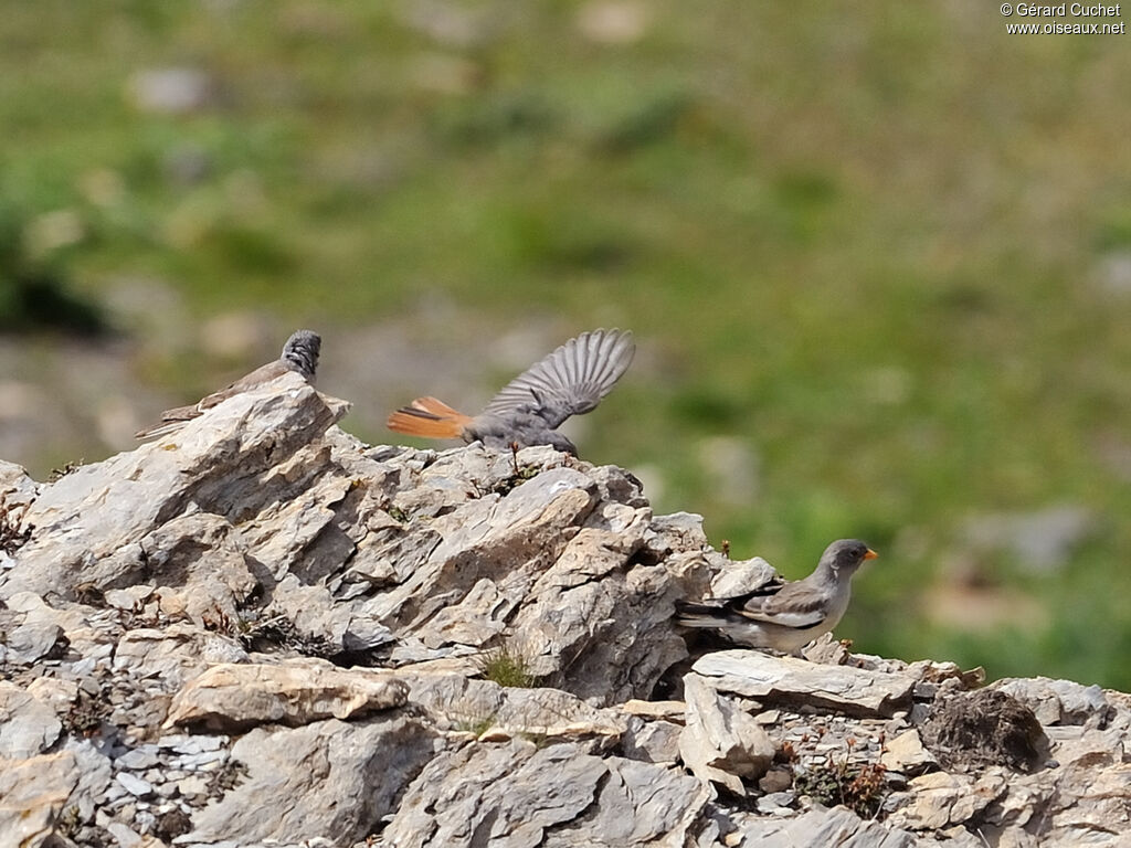 White-winged Snowfinch