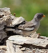 White-winged Snowfinch