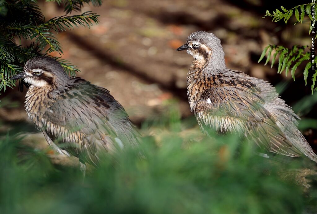 Bush Stone-curlew