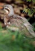 Bush Stone-curlew