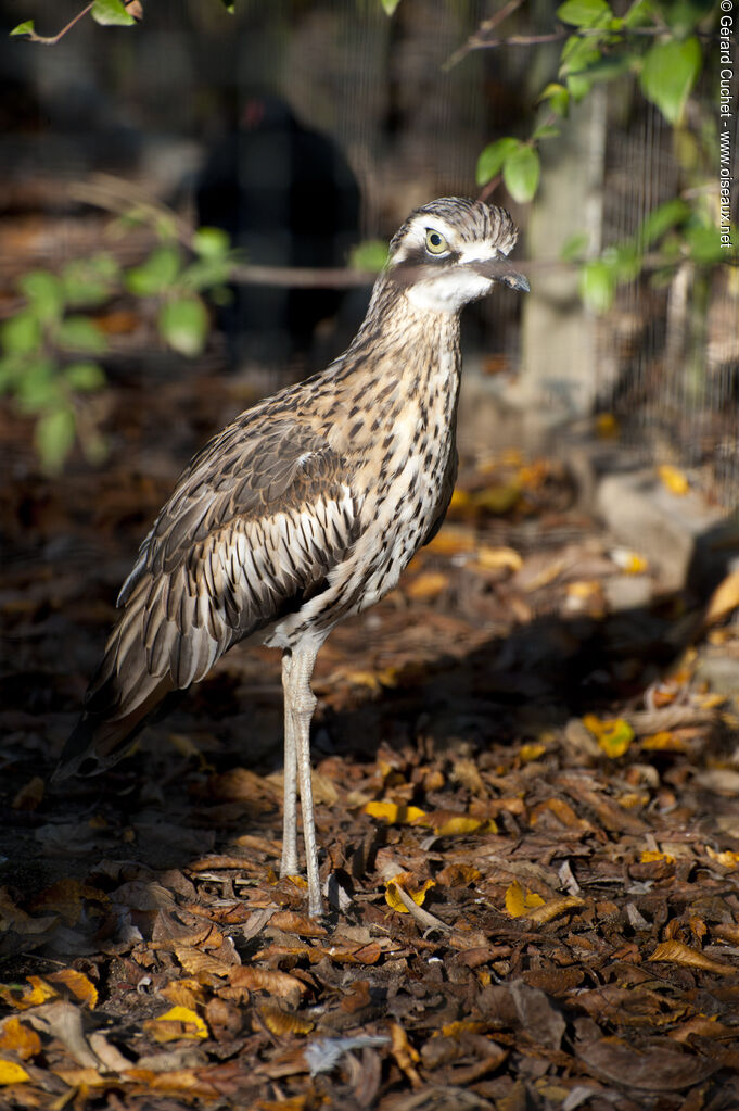 Bush Stone-curlew