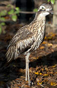 Bush Stone-curlew