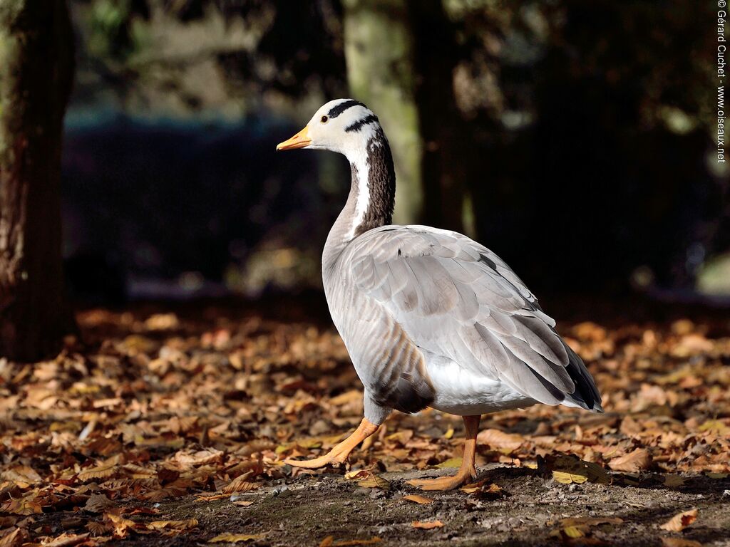 Bar-headed Goose