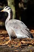 Bar-headed Goose