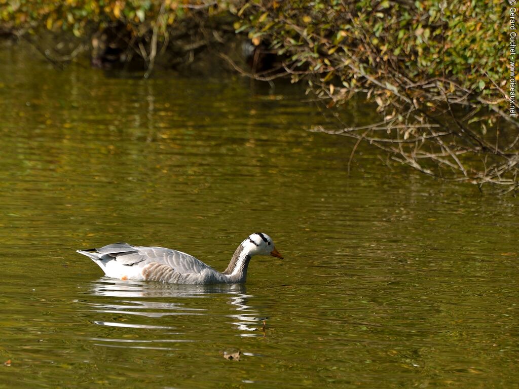 Bar-headed Goose