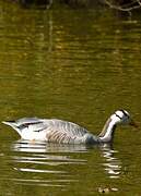 Bar-headed Goose