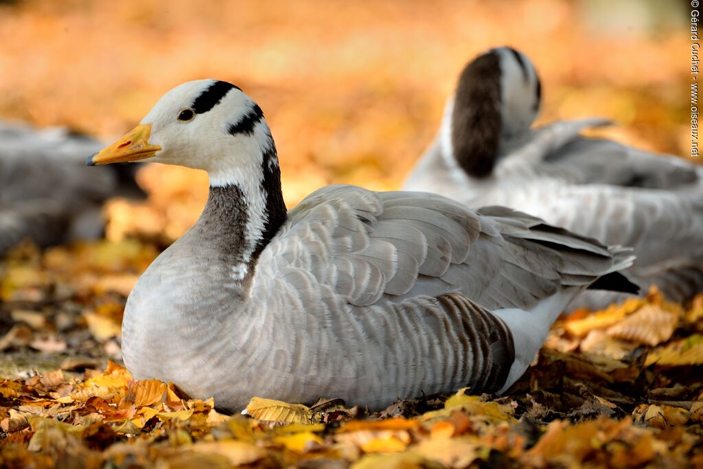 Bar-headed Goose