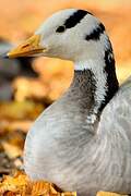 Bar-headed Goose