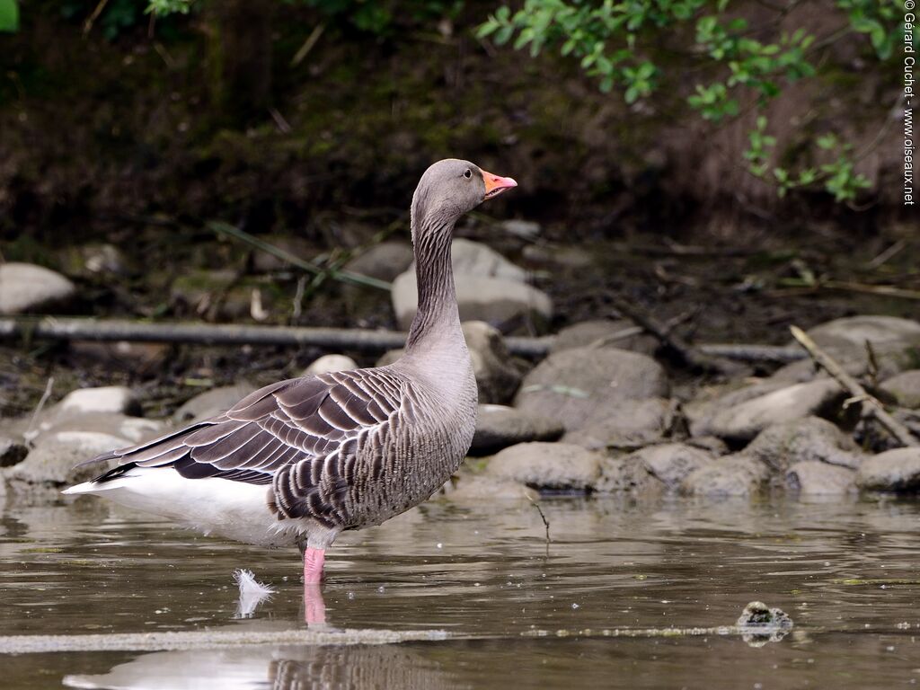 Greylag Goose