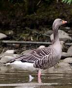 Greylag Goose