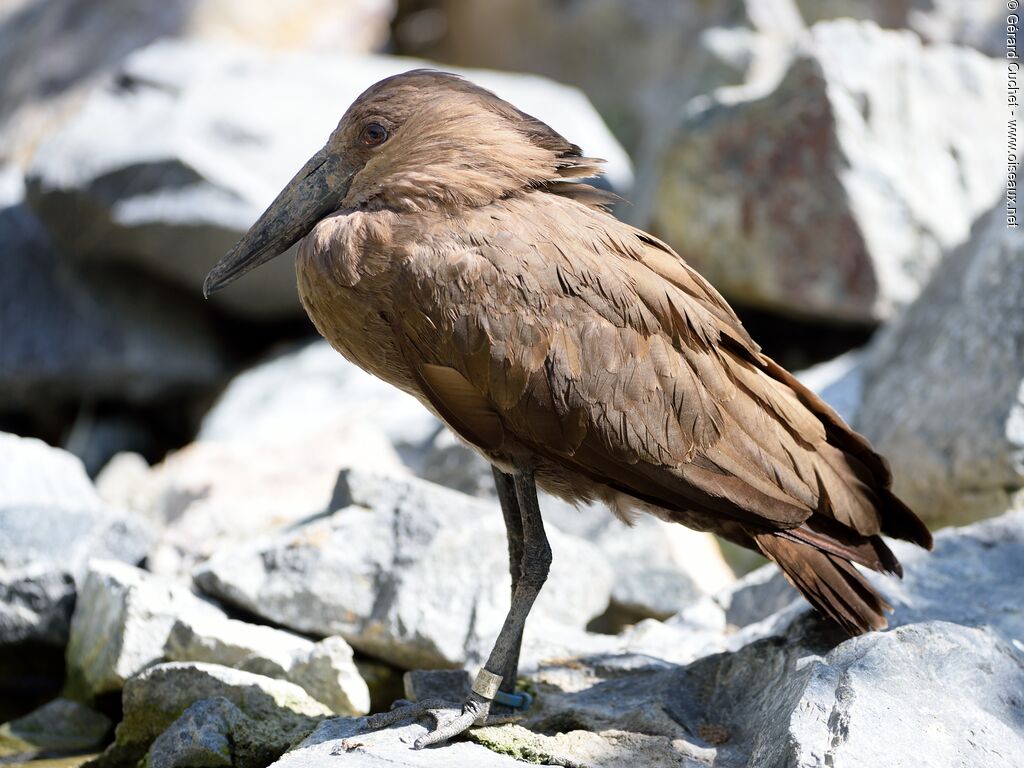 Hamerkop