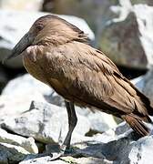 Hamerkop