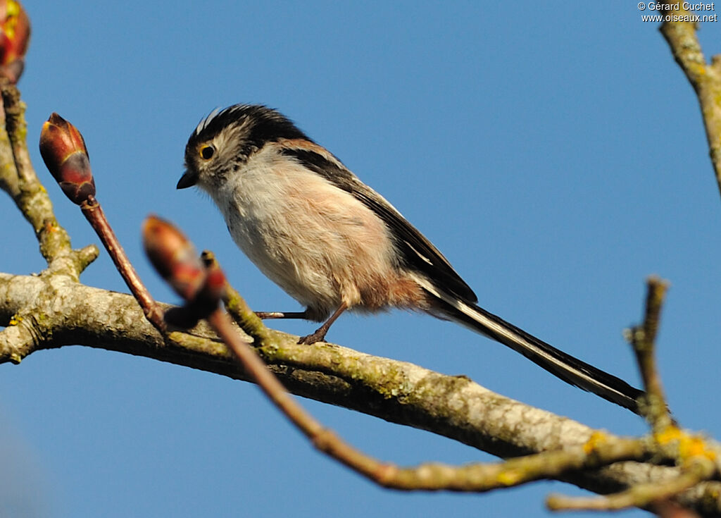 Long-tailed Tit