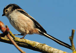 Long-tailed Tit