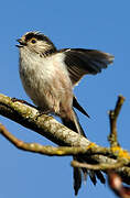 Long-tailed Tit