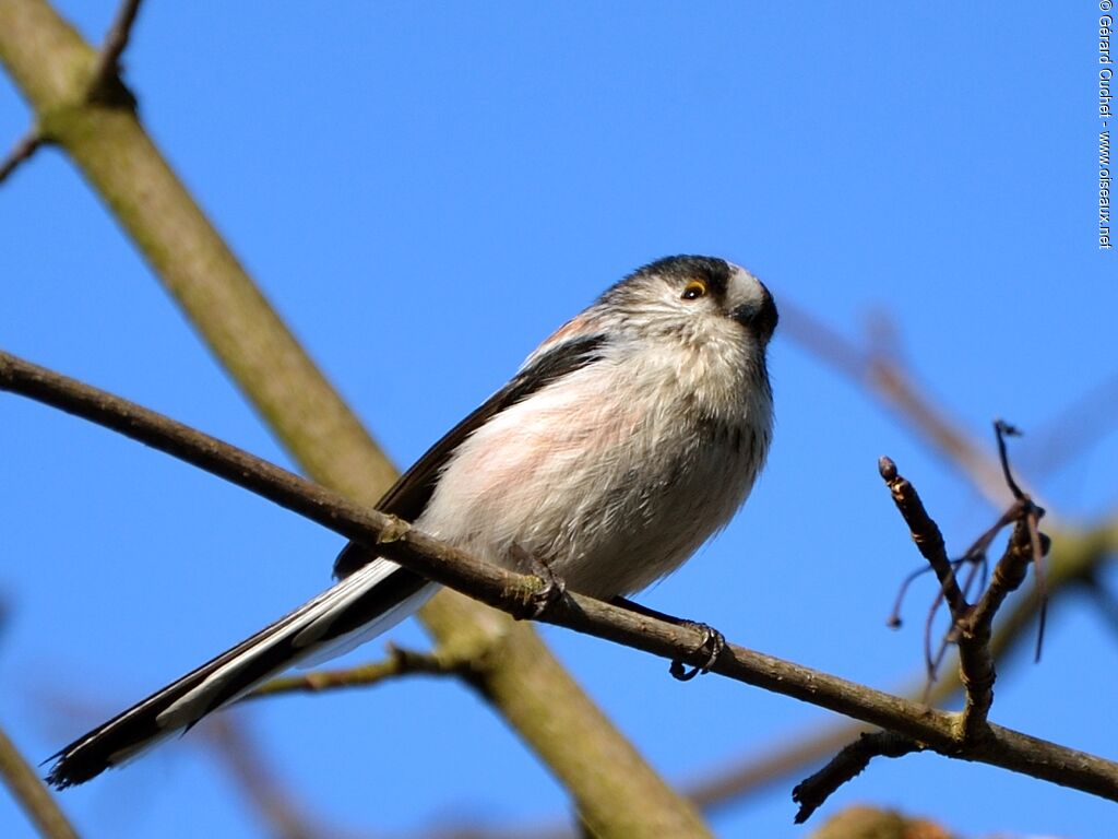 Long-tailed Tit