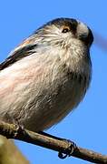 Long-tailed Tit