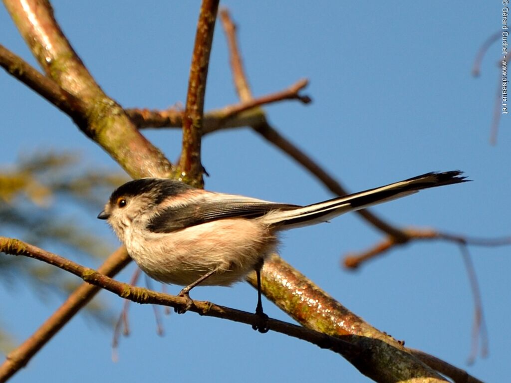 Long-tailed Tit