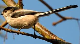 Long-tailed Tit