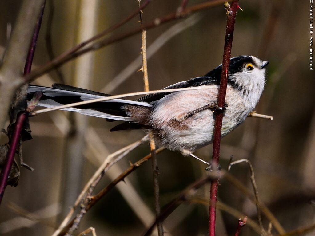 Long-tailed Tit