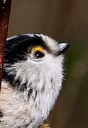 Long-tailed Tit