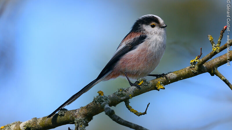 Long-tailed Tit, pigmentation