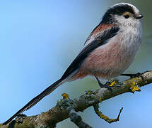 Long-tailed Tit