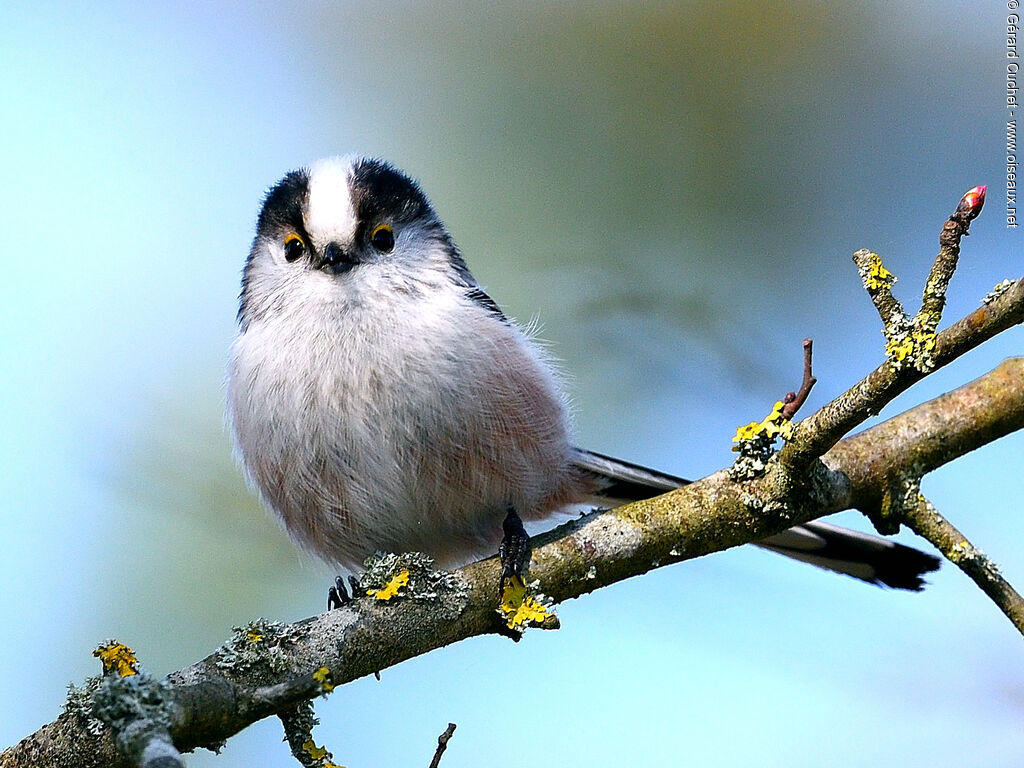 Long-tailed Tit, close-up portrait