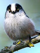 Long-tailed Tit